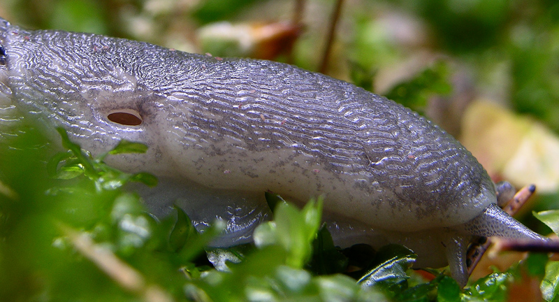 Limax cf cinereoniger da Pergine (TN)